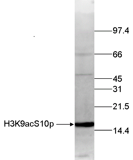 Histone extracts of HeLa cells (15 μg) were analysed by Western blot using the H3K9acS10p antibody (bs-53062R) diluted 1:250 in TBS-Tween containing 5% skimmed milk. The position of the protein of interest is indicated on the left; the marker (in kDa) is shown on the right.