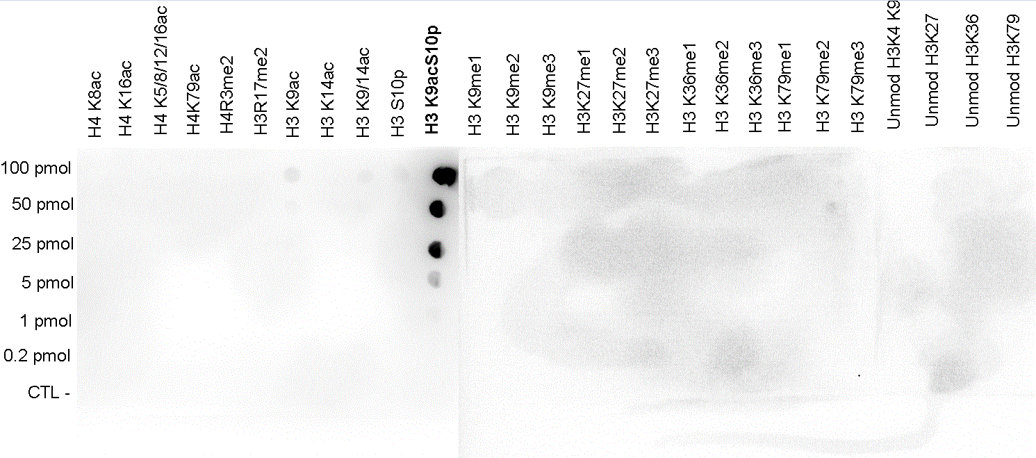 A Dot Blot analysis was performed to test the cross reactivity of the H3K9acS10p antibody (bs-53062) with peptides containing other modifications of histone H4 and H3 or unmodified histone H3 sequences. One hundred to 0.2 pmol of the peptide containing the respective histone modification were spotted on a membrane. The antibody was used at a dilution of 1:20,000. The figure shows a high specificity of the antibody for the double modification.