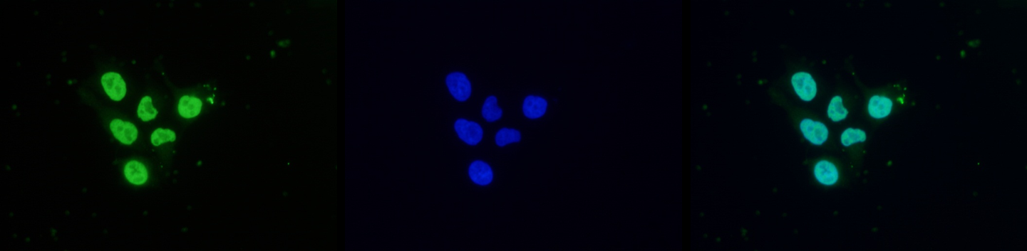 Immunofluorescence using the H3K9acS10p antibody at 1:500 dilution in Hela cells.