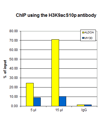 ChIP assays were performed using human osteosarcoma (U2OS) cells, the H3K9acS10p antibody (bs-53062R) and optimized PCR primer sets for qPCR. ChIP was performed using sheared chromatin from 1.5 million cells. A titration of the antibody consisting of 5 and 15 μl per ChIP experiment was analysed. IgG (5 μg/IP) was used as negative IP control. QPCR was performed with primers for the ALDOA (fructose-bisphosphate aldolase A) promoter and for the coding region of the myogenic differentiation gene (MYOD), a gene that is inactive at normal conditions. The figure shows the recovery, expressed as a % of input (the relative amount of immunoprecipitated DNA compared to input DNA after qPCR analysis).
