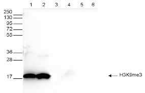 Western blot was performed on whole cell (25 µg, lane 1) and histone extracts (15 µg, lane 2) from HeLa cells, and on 1 µg of recombinant histone H2A, H2B, H3 and H4 (lane 3, 4, 5 and 6, respectively) using the Bioss antibody against H3K9me3 (Cat. No. bs-53114R). The antibody was diluted 1:1,000 in TBS-Tween containing 5% skimmed milk.