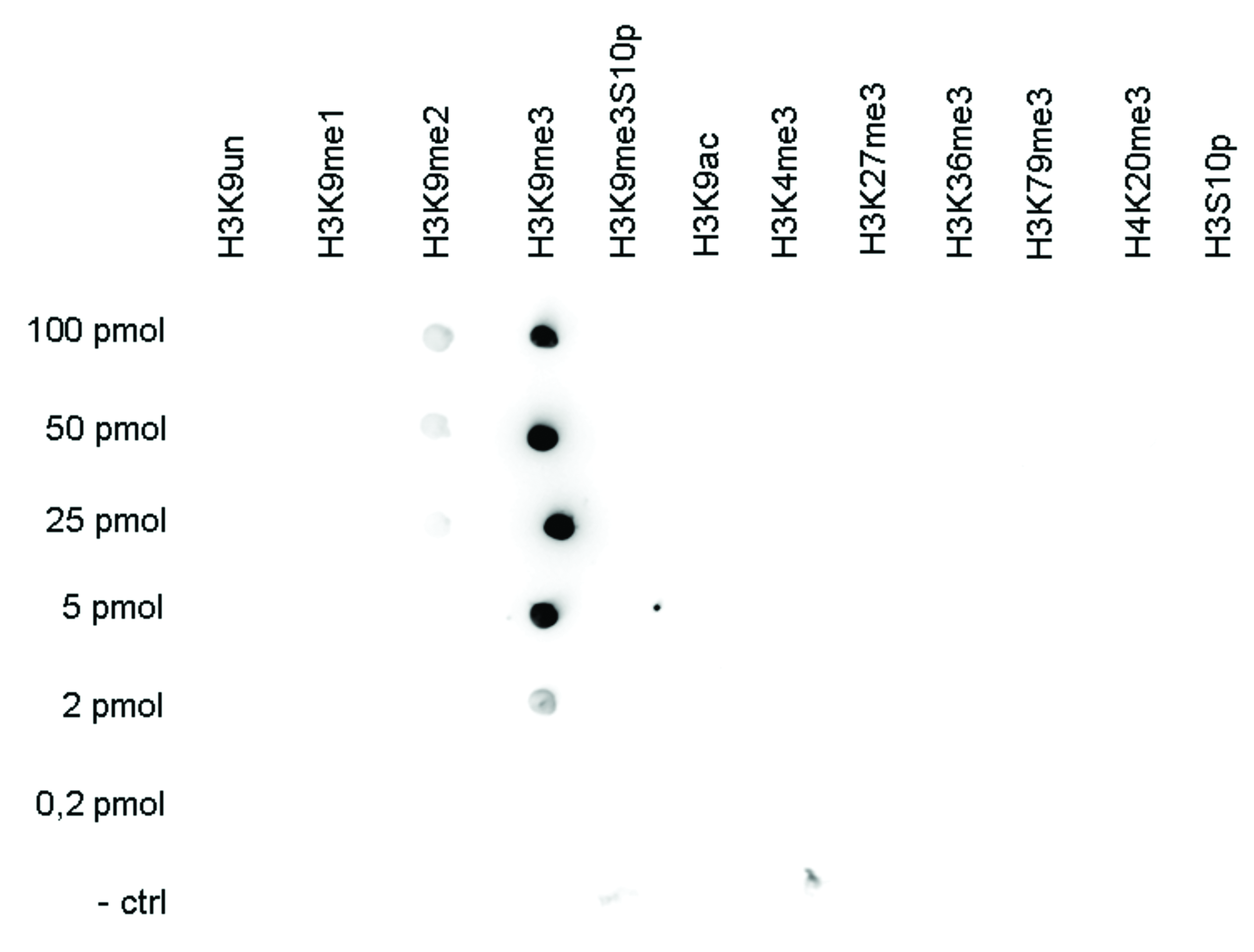 A Dot Blot analysis was performed to test the cross-reactivity of the antibody against H3K9me3 (Cat. No. bs-53114R) with peptides containing other modifications and unmodified sequences of histone H3 and H4. One hundred to 0.2 pmol of the peptide containing the respective histone modification were spotted on a membrane. The antibody was used at a dilution of 1:20,000. The figure shows a high specificity of the antibody for the modification of interest.