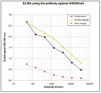 To determine the titer of the antibody, an ELISA was performed using a serial dilution of the Bioss antibody directed against H4K20me3 (Cat. No. bs-53115R), crude serum and flow through in antigen-coated wells. The antigen used was a peptide containing the histone modification of interest. By plotting the absorbance against the antibody dilution, the titer of the antibody was estimated to be 1:7,400.