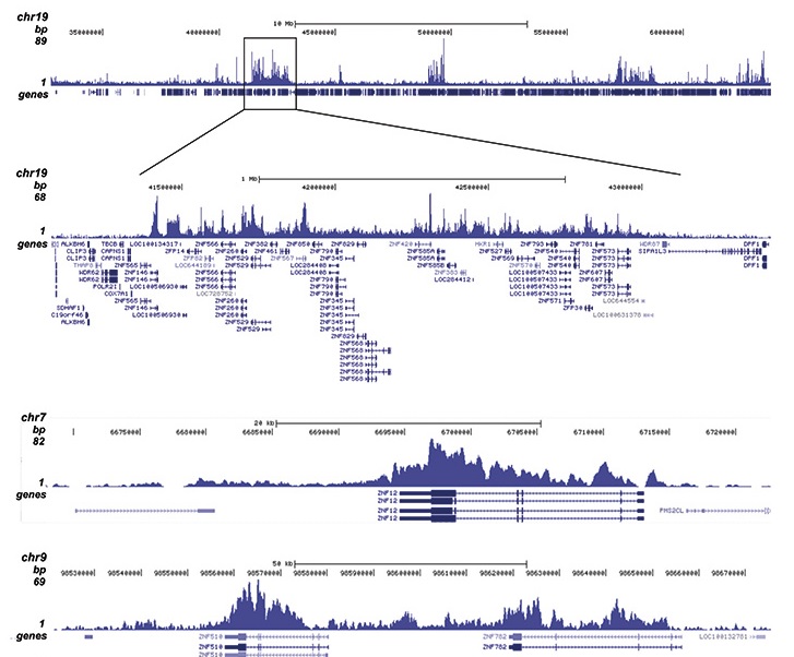 ChIP was performed with 1 μg of the antibody against H4K20me3 (bs-53115R) on sheared chromatin from 1 million HeLaS3 cells using a ChIP-seq kit. The IP’d DNA was analyzed by qPCR with optimized PCR primer pairs for the promoter and coding region of the active GAPDH gene, for the coding region of the ZNF510 gene and for the Sat2 satellite repeat (figure A). The IP’d DNA was subsequently analyzed on an Illumina Genome Analyzer. Library preparation, cluster generation, and sequencing were performed according to the manufacturer’s instructions. The 36 bp tags were aligned to the human genome using the ELAND algorithm. Figure B shows the signal distribution along the long arm of chromosome 19 and a zoom-in to an enriched region containing several ZNF repeat genes. Figure C and D show the enrichment at ZNF12 and ZNF510 on chromosome 7 and 9, respectively. These results clearly show an enrichment of H4K20me3 at ZNF repeat genes.