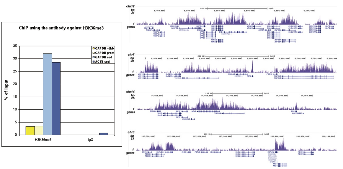ChIP was performed with 2 μg of the Bioss antibody against H3K36me3 (bs-53116R) on sheared chromatin from 1 million HeLaS3 cells using a ChIP-seq kit. IgG (2 μg/IP) was used as a negative IP control. The IP’d DNA was analyzed by qPCR with optimized PCR primer pairs for the promoter and coding region of the active GAPDH, for a region located 1 kb upstream of the GAPDH promoter and for the coding region of the active ACTB gene (figure A). The IP’d DNA was subsequently analyzed on an Illumina Genome Analyzer. Library preparation, cluster generation, and sequencing were performed according to the manufacturer’s instructions. The 36 bp tags were aligned to the human genome using the ELAND algorithm. Figure B shows the obtained profiles in genomic regions of chromosome 12 (including the GAPDH positive control), 7 (including the ACTB positive control), 14 and 3, respectively. These results clearly show an enrichment of the H3K36me3 at active genes.