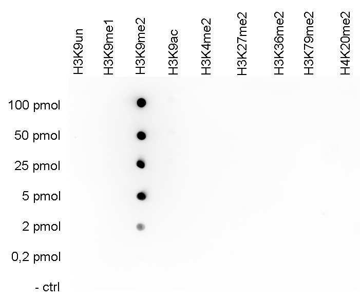 A Dot Blot analysis was performed to test the cross-reactivity of the Bioss antibody against H3K9me2 (Cat. No. bs-53118R) with peptides containing other modifications of histone H3 and the unmodified H3K9 sequence. One hundred to 0.2 pmol of the peptide containing the respective histone modification were spotted on a membrane. The antibody was used at a dilution of 1:20,000. Figure shows a high specificity of the antibody for the modification of interest.