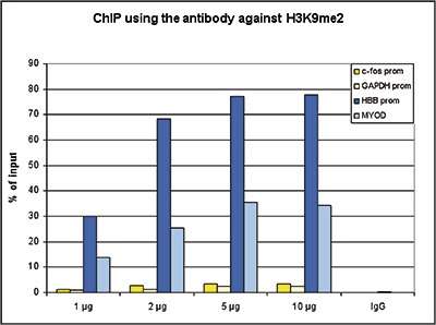 ChIP assays were performed using HeLa cells, the Bioss antibody against H3K9me2 (bs-53118R) and optimized PCR primer sets for qPCR. ChIP was performed with an Auto Histone ChIP-seq kit, using sheared chromatin from 1 million cells. A titration of the antibody consisting of 1, 2, 5, and 10 μg per ChIP experiment was analyzed. IgG (2 μg/IP) was used as negative IP control. QPCR was performed with primers specific for the promoter of the inactive HBB gene and the coding region of the inactive MYOD gene, used as positive controls, and for the promoters of the active genes c-fos and GAPDH, used as negative controls. The figure shows the recovery expressed as a % of input (the relative amount of immunoprecipitated DNA compared to input DNA after qPCR analysis).
