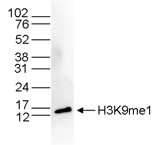 Histone extracts (15 μg) from HeLa cells were analyzed by Western blot using the Bioss antibody against H3K9me1 (Cat. No. bs-53120R) diluted 1:1,000 in TBS-Tween containing 5% skimmed milk. The position of the protein of interest is indicated on the right; the marker (in kDa) is shown on the left.