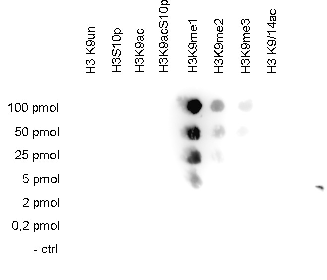 A Dot Blot analysis was performed to test the cross-reactivity of the Bioss antibody against H3K9me1 (bs-53120R) with peptides containing other modifications and the unmodified sequence of histone H3. One hundred to 0.2 pmol of the peptide containing the respective histone modification were spotted on a membrane. The antibody was used at a dilution of 1:20,000. The figure shows specificity of the antibody for the modification of interest.