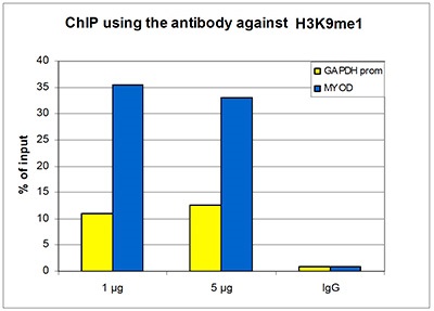 ChIP assays were performed using human HeLa cells, the Bioss antibody directed against H3K9me1 (Cat. No. bs-53120R) and optimized PCR primer sets for qPCR. ChIP was performed with a Low Cell# ChIP kit, using sheared chromatin from 10,000 cells. 1 and 5 μg of the antibody and 5 μg of IgG (negative IP control) were used per ChIP experiment. qPCR was performed with primers for the GAPDH promoter and for the inactive gene MYOD. The figure shows the recovery, expressed as a % of input (the relative amount of immunoprecipitated DNA compared to input DNA after qPCR analysis). These results are in accordance with the observation that H3K9me1 is preferably present at silent genes.