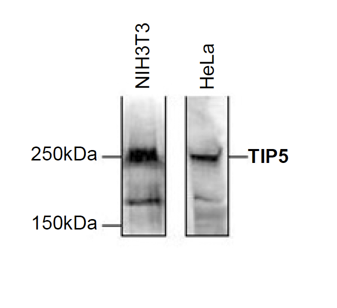 Western blot was performed on 150 μg nuclear extract from either NIH3T3 or HeLa cells with the TIP5 antibody (bs-53052R), diluted 1:1,000 in PBS containing 5% milk powder and 0.1% Tween- 20. The molecular weight marker is shown on the left, the location of the protein of interest is indicated on the right.