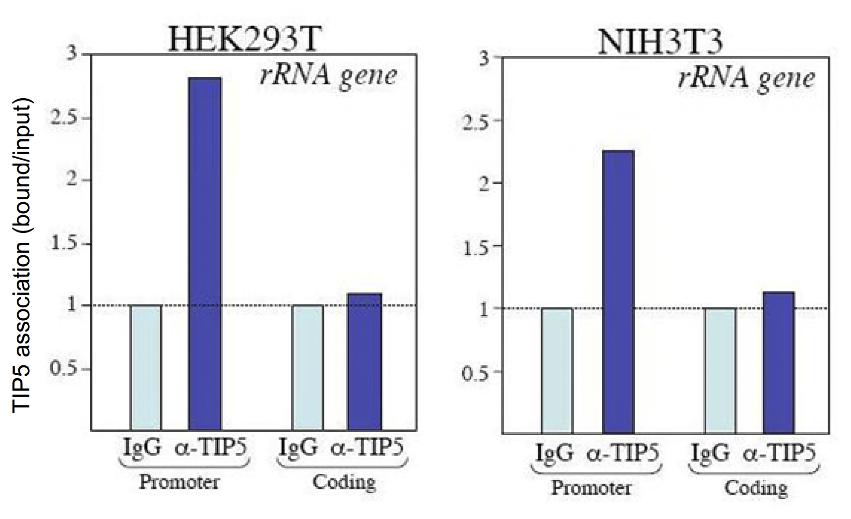 ChIP assays were performed using the TIP5 antibody (bs-53052R). Chromatin from HEK293T and NIH3T3 cells were formaldehyde cross-linked and sheared to yield fragments with an average length of 200 to 400 bp. ChIP was performed overnight at 4°C with 100 μg sheared chromatin and either 5 μl of the TIP5 antibody or 5 μl IgG which was used as negative IP control. The IP’d DNA was analyzed by qPCR with primer sets for the promoter and the coding region of the 28s ribosomal RNA gene. The figure shows the recovery by the TIP5 antibody and by IgG (set to 1), normalized to the input DNA. These results show that, both in HEK293T and in NIH3T3 cells, TIP5 is associated with the promoter, but not with the coding region of the 28srRNA gene.