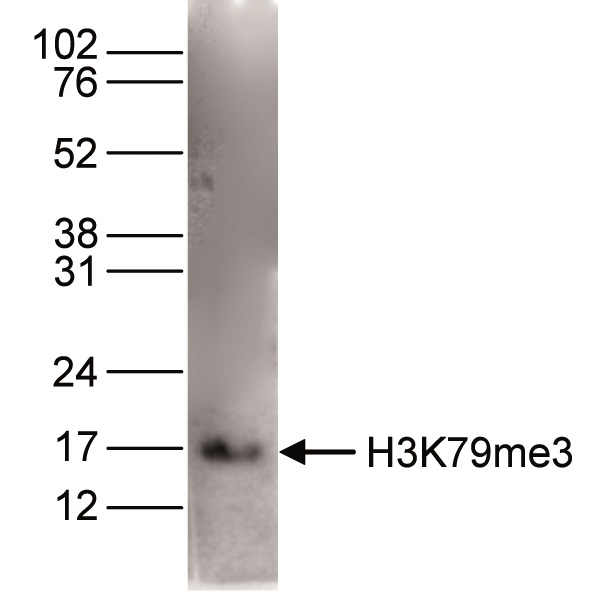 Histone extracts of HeLa cells (15 μg) were analyzed by Western blot using the Bioss antibody against H3K79me3 (Cat. No. bs-53121R), diluted 1:1,000 in TBS-Tween containing 5% skimmed milk. The molecular weight marker is shown on the right; the location of the protein of interest is indicated on the left.