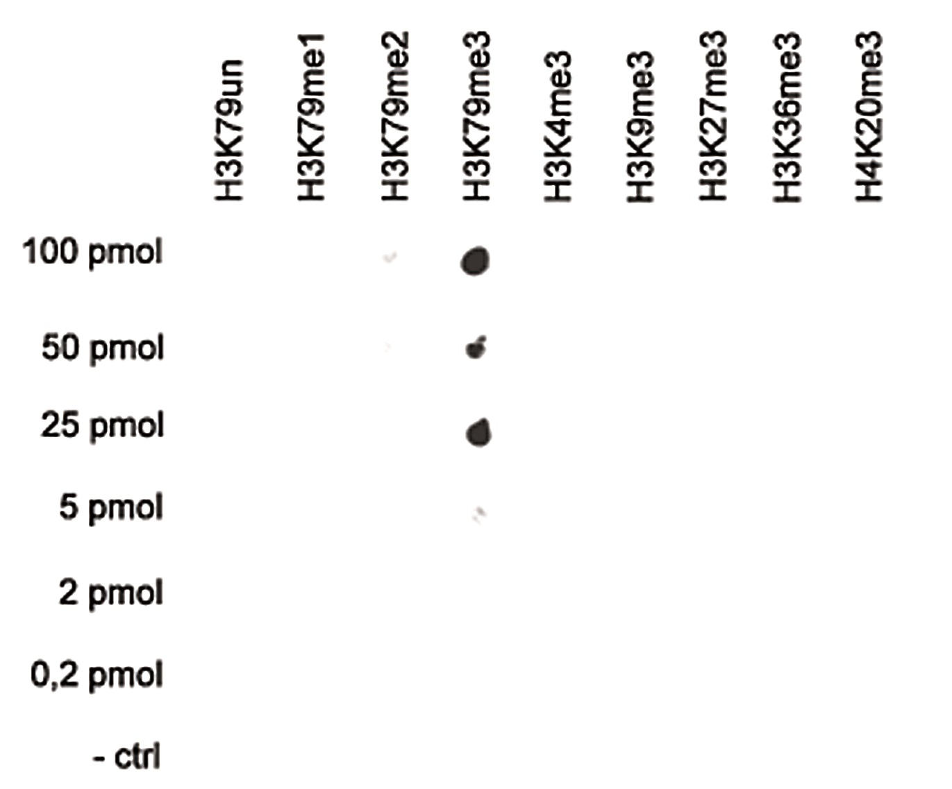 A Dot Blot analysis was performed to test the cross-reactivity of the Bioss antibody against H3K79me3 (Cat. No. bs-53121R) with peptides containing other histone modifications and the unmodified H3K79. One hundred to 0.2 pmol of the respective peptides were spotted on a membrane. The antibody was used at a dilution of 1:20,000.The figure shows a high specificity of the antibody for the modification of interest.