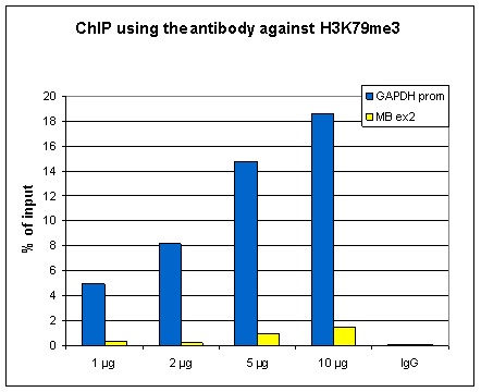 ChIP was performed with the Bioss antibody against H3K79me3 (Cat. No. bs-53121R) on sheared chromatin from 1 million HeLaS3 cells using an Auto Histone ChIP-seq kit and the SX-8G IP-Star automated system. A titration of the antibody consisting of 1, 2, 5 and 10 μg per ChIP experiment was analyzed. IgG (5 μg/IP) was used as negative IP control. Quantitative PCR was performed with primers for the GAPDH promoter and for exon 2 of the inactive myoglobin gene. The figure shows the recovery, expressed as a % of input (the relative amount of immunoprecipitated DNA compared to input DNA after qPCR analysis). These results are in accordance with the observation that H3K79me3 shows a preference for active promoters.