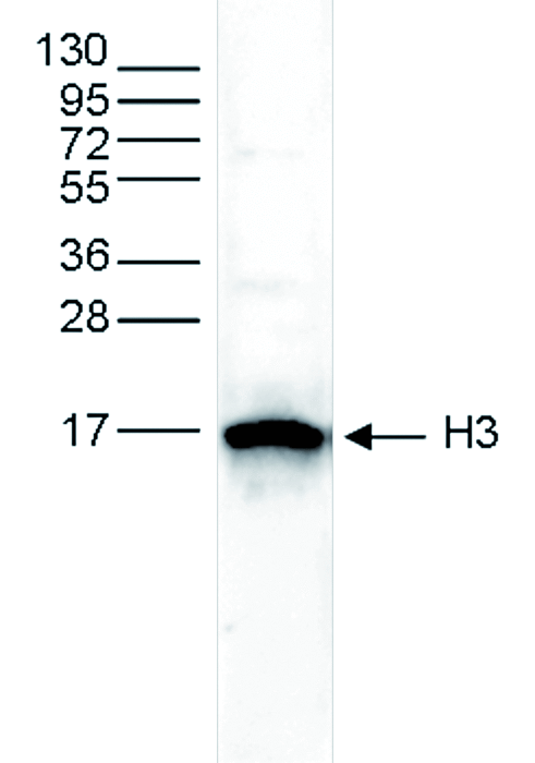 Whole cell extracts from HeLa cells (25 μg) were analysed by Western blot using the H3pan antibody (bs-53074R) diluted 1:500 in TBS-Tween containing 5% skimmed milk. The position of the protein of interest is indicated on the right; the marker (in kDa) is shown on the left.