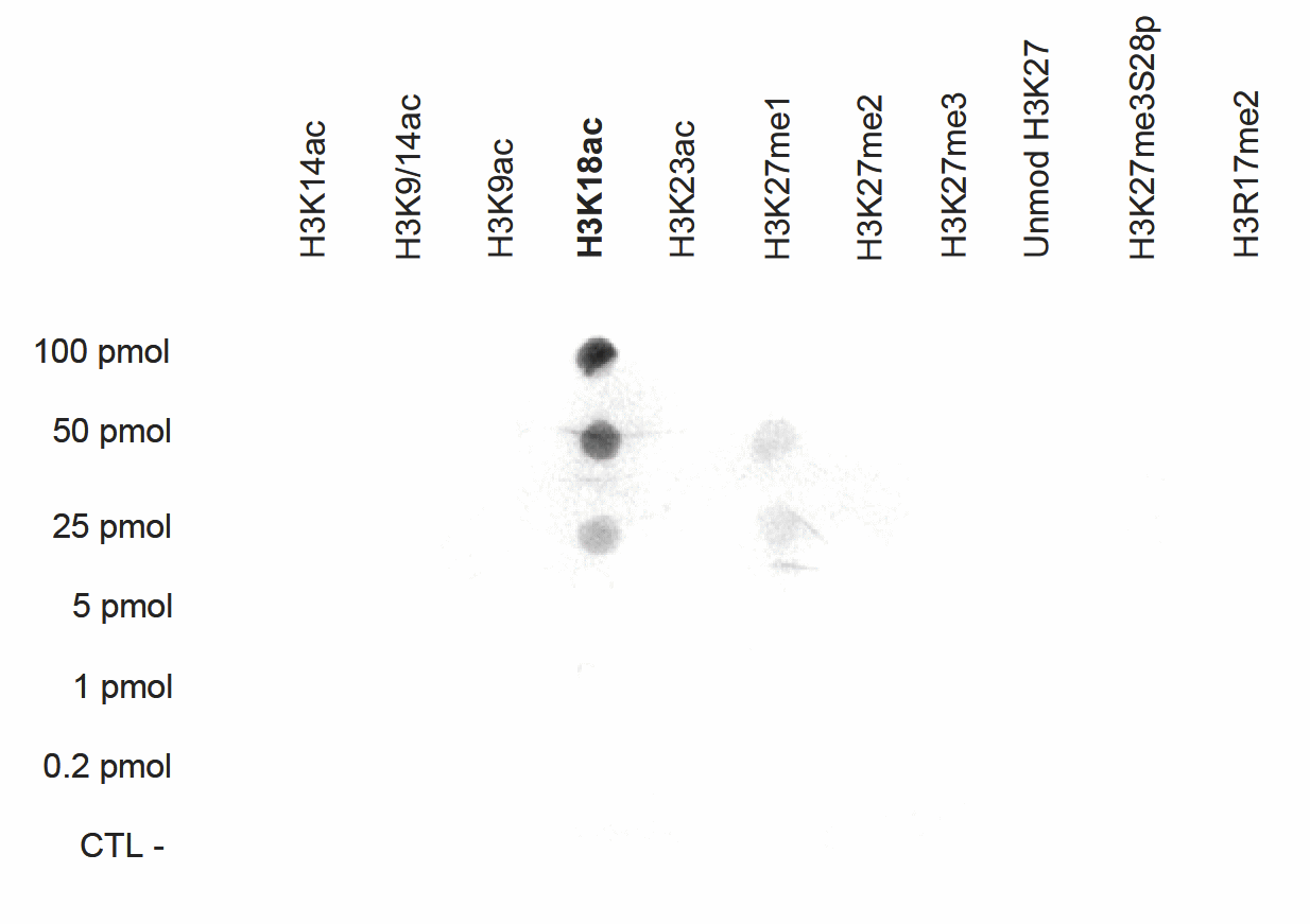 A Dot Blot analysis was performed to test the cross reactivity of the H3K18ac antibody (bs-53075R) with with peptides containing other modifications and unmodified sequences of histone H3. One hundred to 0.2 pmol of the peptide containing the respective histone modification were spotted on a membrane. The antibody was used at a dilution of 1:1,000. The figure shows a high specificity of the antibody for the modification of interest.