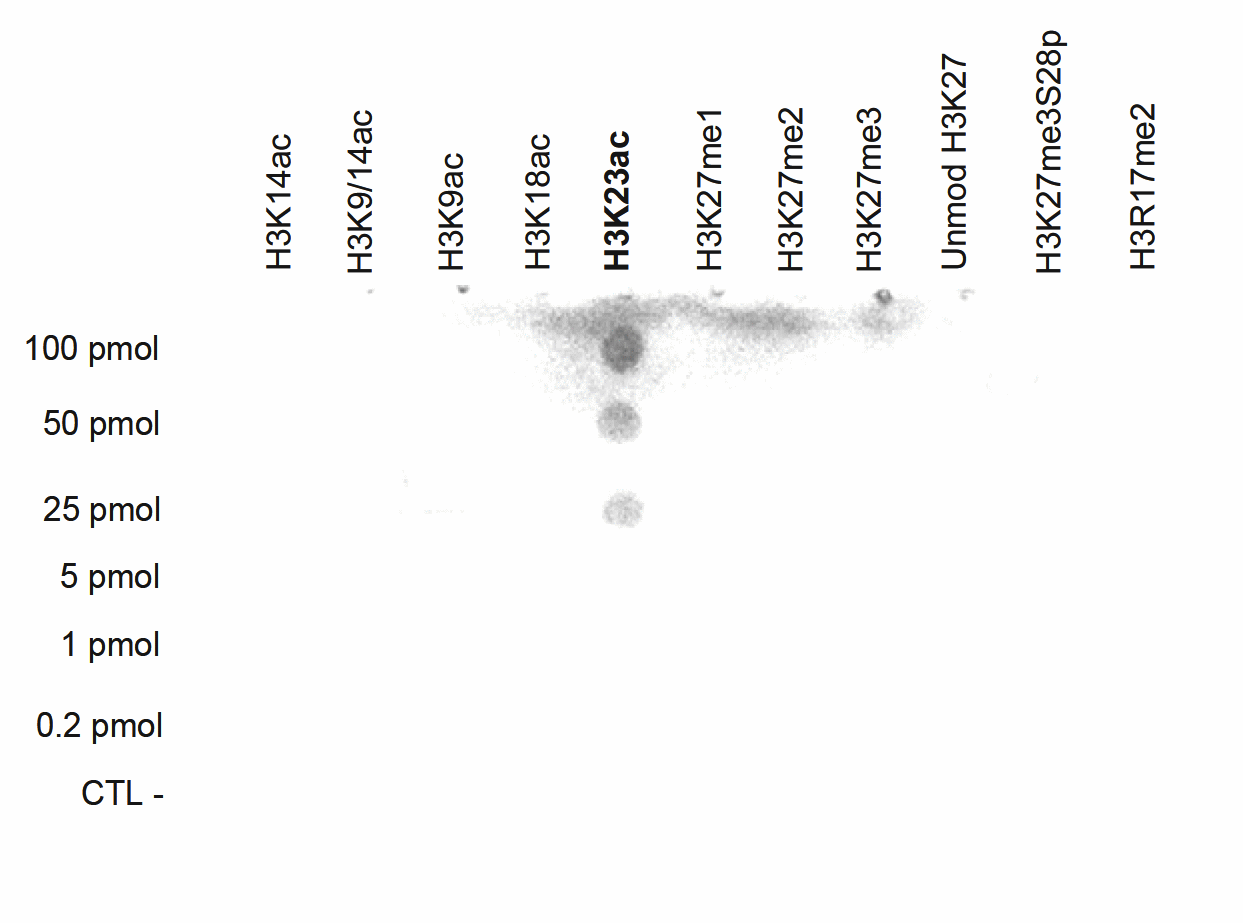 A Dot Blot analysis was performed to test the cross reactivity of the H3K23ac antibody (bs-53076R) with with peptides containing other modifications and unmodified sequences of histone H3. One hundred to 0.2 pmol of the peptide containing the respective histone modification were spotted on a membrane. The antibody was used at a dilution of 1:1,000. The figure shows a high specificity of the antibody for the modification of interest.