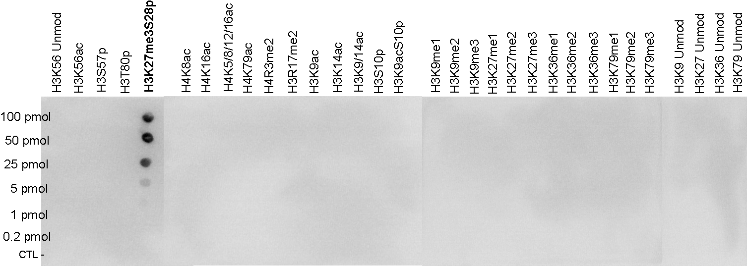 A Dot Blot analysis was performed to test the cross reactivity of the H3K27me3S28p antibody (bs-53053R) with peptides containing other modifications of histone H3 and H4 and unmodified sequences from histone H3. One hundred to 0.2 pmol of the peptides were spotted on a membrane. The antibody was used at a dilution of 1:20,000. The figure shows a high specificity of the antibody for the peptide containing the modifications of interest.