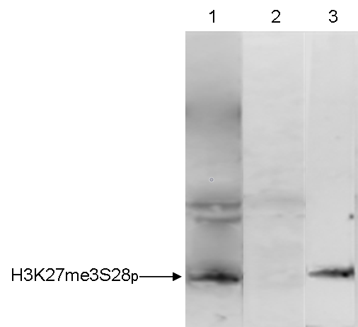 HeLa cells were treated with colcemid to block the cell cycle in metaphase and were fixed with formaldehyde. Chromatin from 10,000 cells was sheared and used for immunoprecipitation (IP). IP was performed with 5 μl of the H3K27me3S28p antibody (bs-53053R). The immunoprecipitated proteins were analyzed by Western blot with the antibody diluted 1:500 in TBS-Tween containing 5% skimmed milk. Lane 1 shows the result of the IP; a negative IP control (no antibody added) and a positive control (sheared chromatin from 10,000 cells) are shown in lane 2 and 3, respectively.
