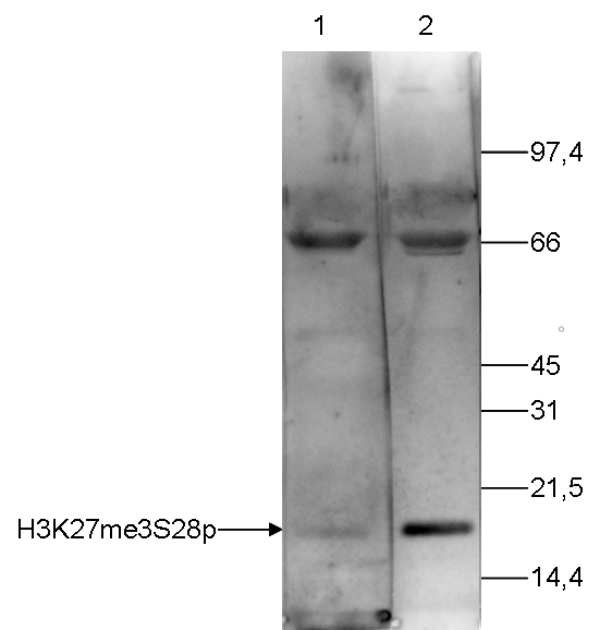 Histone extracts of HeLa cells (15 μg) were analysed by Western blot using the H3K27me3S28p antibody (bs-53053R) diluted 1:250 in TBS-Tween containing 5% skimmed milk. The position of the protein of interest is indicated on the left; the marker (in kDa) is shown on the right. Lane 2 shows the result of the Western analysis with the antibody; lane 1 shows the same analysis after incubation of the antibody with 750 pmol blocking peptide for 1 hour at room temperature.