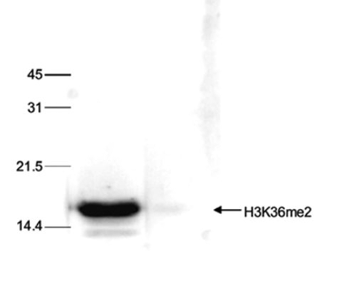 Histone extracts of HeLa cells (15 μg) were analysed by Western blot using the H3K36me2 antibody (bs-53071R) diluted 1:1,000 in TBS-Tween containing 5% skimmed milk. The position of the protein of interest is indicated on the right; the marker (in kDa) is shown on the left. The result of the Western analysis with the antibody is shown in lane 1; lane 2 shows the same analysis after incubation of the antibody with 5 nmol blocking peptide for 1 hour at room temperature.