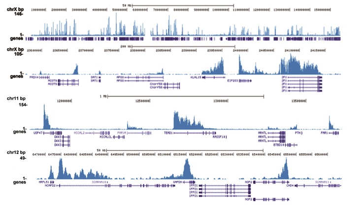 ChIP was performed as described above using 2 μg of the Bioss antibody against H3K79me3 (bs-53121R). The IP’d DNA was analyzed on an Illumina Genome Analyzer. Library preparation, cluster generation, and sequencing were performed according to the manufacturer’s instructions. The 36 bp tags were aligned to the human genome using the ELAND algorithm. The figure shows the peak distribution along the complete sequence and a 600 kb region of the X-chromosome (figure A and B), in a 2 Mb region from chromosome 11 (figure C), and in a 100 kb region surrounding the GAPDH positive control gene (figure D).