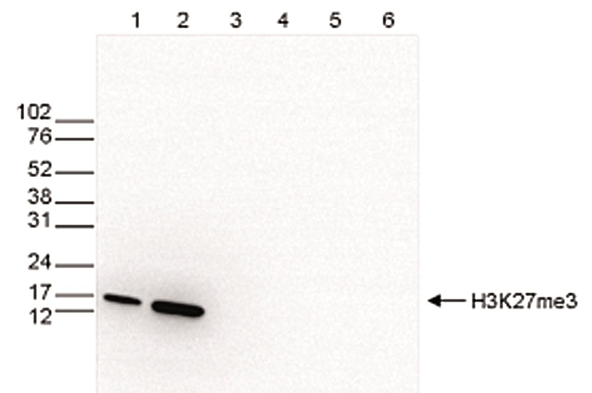 Western blot was performed on whole cell (25 μg, lane 1) and histone extracts (15 μg, lane 2) from HeLa cells, and on 1 μg of recombinant histone H2A, H2B, H3 and H4 (lane 3, 4, 5 and 6, respectively) using the Bioss antibody against H3K27me3 (Cat. No. bs-53122R) diluted 1:500 in TBS-Tween containing 5% skimmed milk.