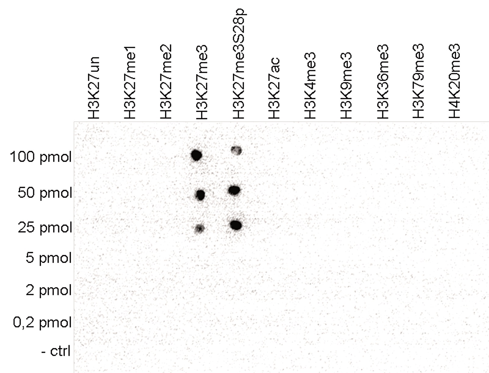 A Dot Blot analysis was performed to test the cross-reactivity of the Bioss antibody against H3K27me3 (Cat. No. bs-53122R) with peptides containing other modifications of histone H3 and H4 and the unmodified H3K27 sequence. One hundred to 0.2 pmol of the peptide containing the respective histone modification were spotted on a membrane. The antibody was used at a dilution of 1:5,000. Figure 4 shows a high specificity of the antibody for the modification of interest. Please note that that antibody also recognizes the modification if S28 is phosphorylated. A Dot Blot analysis was performed to test the cross-reactivity of the Bioss antibody against H3K27me3 (Cat. No. bs-53122R) with peptides containing other modifications of histone H3 and H4 and the unmodified H3K27 sequence. One hundred to 0.2 pmol of the peptide containing the respective histone modification were spotted on a membrane. The antibody was used at a dilution of 1:5,000. Figure 4 shows a high specificity of the antibody for the modification of interest. Please note that that antibody also recognizes the modification if S28 is phosphorylated.