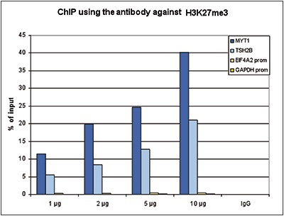 ChIP assays were performed using human HeLa cells, H3K27me3 Polyclonal Antibody (Cat. No. bs-53122R) and optimized PCR primer sets for qPCR. ChIP was performed with a ChIP-seq kit, using sheared chromatin from 1 million cells. A titration of the antibody consisting of 1, 2, 5, and 10 μg per ChIP experiment was analyzed. IgG (2 μg/IP) was used as negative IP control. QPCR was performed with primers for the promoters of the active genes EIF4A2 and GAPDH as negative controls, and for the coding regions of the inactive genes MYT1 and TSH2B as positive controls. Figure 1 shows the recovery, expressed as a % of input (the relative amount of immunoprecipitated DNA compared to input DNA after qPCR analysis). These results are in accordance with the observation that H3K27me3 is preferably present at inactive genes. ChIP assays were performed using human HeLa cells, H3K27me3 Polyclonal Antibody (Cat. No. bs-53122R) and optimized PCR primer sets for qPCR. ChIP was performed with a ChIP-seq kit, using sheared chromatin from 1 million cells. A titration of the antibody consisting of 1, 2, 5, and 10 μg per ChIP experiment was analyzed. IgG (2 μg/IP) was used as negative IP control. QPCR was performed with primers for the promoters of the active genes EIF4A2 and GAPDH as negative controls, and for the coding regions of the inactive genes MYT1 and TSH2B as positive controls. Figure 1 shows the recovery, expressed as a % of input (the relative amount of immunoprecipitated DNA compared to input DNA after qPCR analysis). These results are in accordance with the observation that H3K27me3 is preferably present at inactive genes.