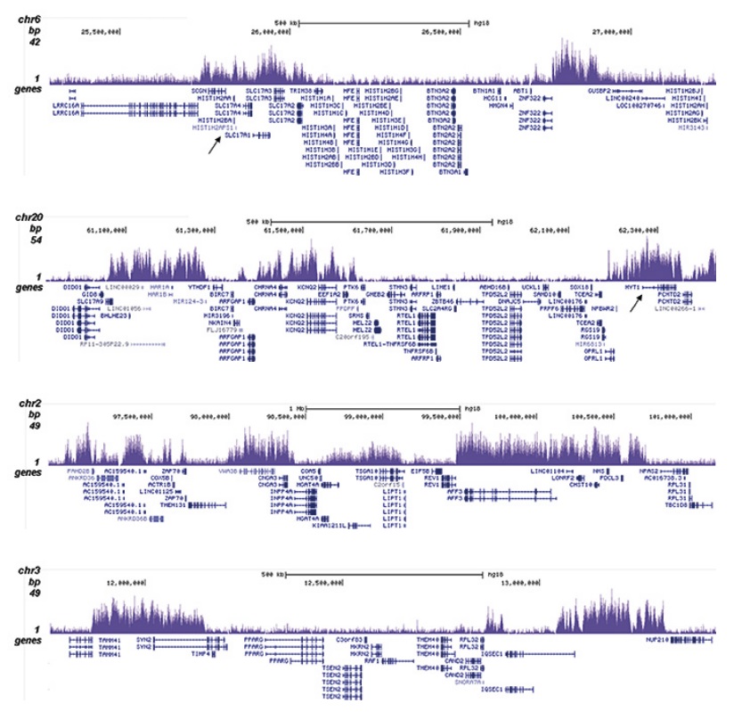 ChIP was performed on sheared chromatin from 1 million HeLaS3 cells using 1 μg of H3K27me3 Polyclonal Antibody (Cat. No. bs-53122R) as described above. The IP’d DNA was subsequently analyzed on an Illumina HiSeq. Library preparation, cluster generation, and sequencing were performed according to the manufacturer’s instructions. The 51 bp tags were aligned to the human genome using the BWA algorithm. The figure shows the enrichment in genomic regions of chromosome 6, surrounding the TSH2B gene (indicated by an arrow; fig A), of chromosome 20, surrounding the MYT1 gene (fig B), and of chromosome 2 and 3 (figure C and D). ChIP was performed on sheared chromatin from 1 million HeLaS3 cells using 1 μg of H3K27me3 Polyclonal Antibody (Cat. No. bs-53122R) as described above. The IP’d DNA was subsequently analyzed on an Illumina HiSeq. Library preparation, cluster generation, and sequencing were performed according to the manufacturer’s instructions. The 51 bp tags were aligned to the human genome using the BWA algorithm. The figure shows the enrichment in genomic regions of chromosome 6, surrounding the TSH2B gene (indicated by an arrow; fig A), of chromosome 20, surrounding the MYT1 gene (fig B), and of chromosome 2 and 3 (figure C and D).