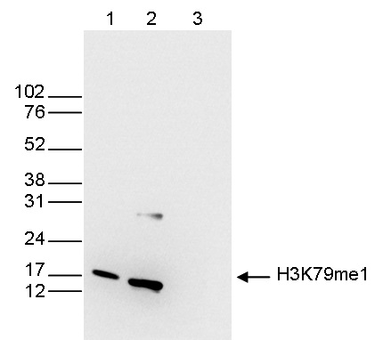 Western blot was performed on whole cell (25 μg, lane 1) and histone extracts (15 μg, lane 2) from HeLa cells, and on 1 μg of recombinant histone H3 (lane 3) using H3K79me1 Polyclonal Antibody (Cat. No. bs-53126R). The antibody was diluted 1:200 in TBS-Tween containing 5% skimmed milk.