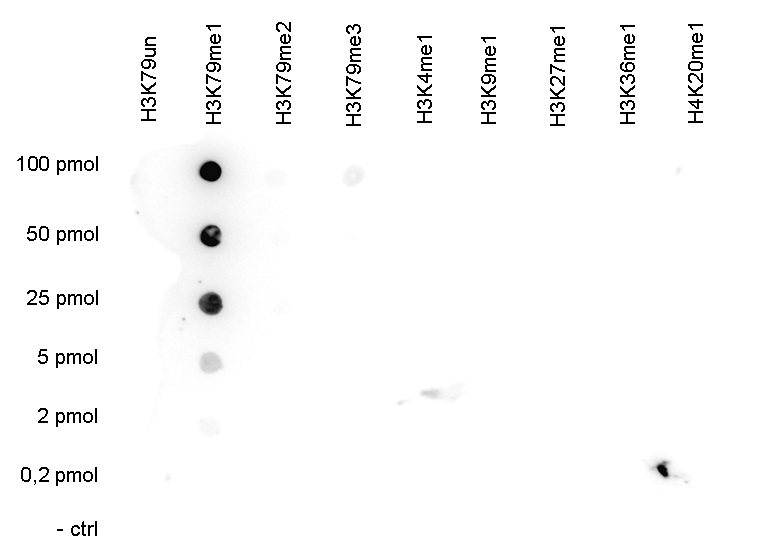 A Dot Blot analysis was performed to test the cross-reactivity of the Bioss antibody against H3K79me1 (Cat. No. bs-53126R) with peptides containing other histone modifications and the unmodified H3K79. One hundred to 0.2 pmol of the respective peptides were spotted on a membrane. The antibody was used at a dilution of 1:20,000.
