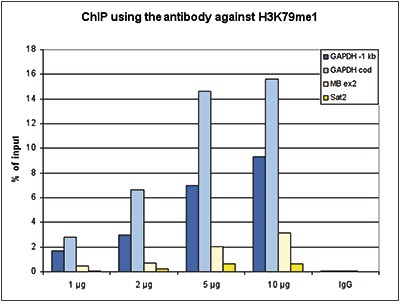 ChIP assays were performed using human HeLa cells, the Bioss antibody against H3K79me1 (Cat. No. bs-53126R) and optimized PCR primer pairs for qPCR. ChIP was performed using sheared chromatin from 1 million cells. A titration consisting of 1, 2, 5 and 10 μg of antibody per ChIP experiment was analyzed. IgG (2 μg/IP) was used as a negative IP control. Quantitative PCR was performed with primers specific for a region 1 kb upstream of the promoter and the coding region of the active GAPDH gene, used as positive controls, and for exon 2 of the inactive myoglobin (MB) gene and the Sat2 satellite repeat, used as negative controls. The figure shows the recovery, expressed as a % of input (the relative amount of immunoprecipitated DNA compared to input DNA after qPCR analysis).