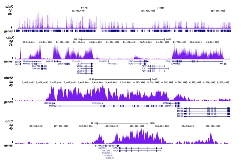 ChIP was performed with 1 μg of the Bioss antibody against H3K79me1 (Cat. No. bs-53126R) and the IP’d DNA was subsequently analyzed on an Illumina Genome Analyzer. Library preparation, cluster generation, and sequencing were performed according to the manufacturer’s instructions. The 36 bp tags were aligned to the human genome using the ELAND algorithm. The figure shows the peak distribution along the complete sequence and a 1 Mb region of the X-chromosome (figure A and B), in 100 kb regions surrounding the GAPDH positive control and EIF4A2 genes (figure C and D).