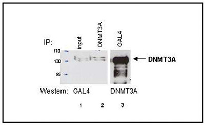 Human embryonic kidney cells (HEK293T) were transiently transfected with an expression vector for GAL4- tagged DNMT3A. Whole cell extracts were immunoprecipitated with 2 μg of DNMT3A Polyclonal Antibody (Cat. No. bs-53128R). The presence of GAL4-DNMT3A in the non-treated cell extracts and in the immunoprecipitates was demonstrated by western blot analysis with the anti-GAL4 antibody (lane 1 and 2 respectively). Alternatively, GAL4-DNMT3A was immunoprecipitated and western blot analysis was performed with the DNMT3A antibody (diluted 1:2,000) (lane 3).
