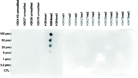 A Dot Blot analysis was performed to test the cross-reactivity of the antibody against H3K4me2 (bs-53036R) with peptides containing other modifications or unmodified sequences of histone H3. Other histone modifications include mono- and trimethylation of the same lysine and mono-, di- and trimethylation of lysine 9, 27 and 36 and 79. One hundred to 0.2 pmol of the peptides were spotted on a membrane. The antibody was used at a dilution of 1:20,000. The figure shows a high specificity of the antibody for the modification of interest.