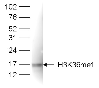 Histone extracts (15 μg) from HeLa cells were analyzed by Western blot using the Bioss antibody against H3K36me1 (cat. No. bs-53131R) diluted 1:1,000 in TBS-Tween containing 5% skimmed milk.