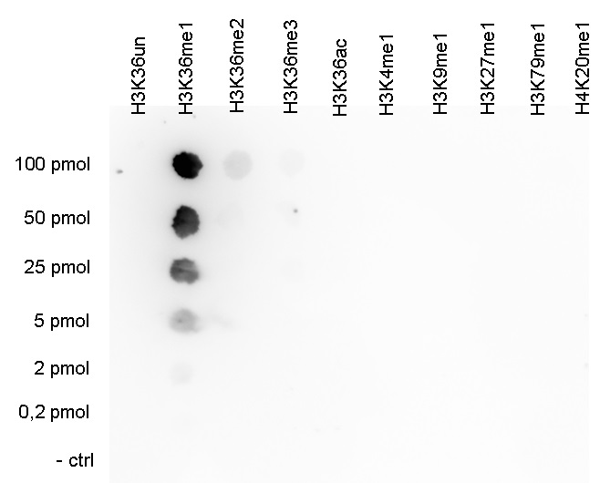 A Dot Blot analysis was performed to test the cross-reactivity of the Bioss antibody against H3K36me1 (cat. No. bs-53131R) with peptides containing other modifications of histone H3 or the unmodified H3K36. One hundred to 0.2 pmol of the peptide containing the respective histone modification were spotted on a membrane. The antibody was used at a dilution of 1:20,000.