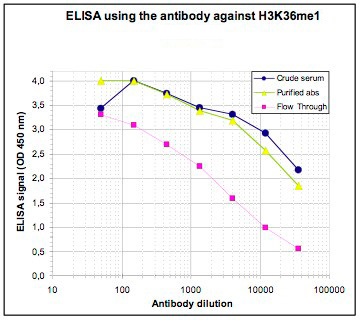 To determine the titer of the antibody, an ELISA was performed using a serial dilution of the Bioss antibody directed against H3K36me1 (cat. No. bs-53131R), crude serum and Flow Through. The antigen used was a peptide containing the histone modification of interest. By plotting the absorbance against the antibody dilution, the titer of the antibody was estimated to be 1:46,000.