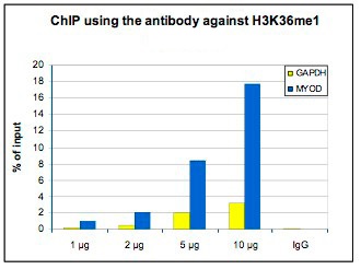 ChIP assays were performed using human U2OS cells, H3K36me1 Polyclonal Antibody (bs-53131R) and optimized PCR primer pairs for qPCR. ChIP was performed with a kit, using sheared chromatin from 1.5 million cells and stringent washing conditions. A titration consisting of 1, 2, 5 and 10 μg of antibody per ChIP experiment was analyzed. IgG (1 μg/IP) was used as a negative IP control. Quantitative PCR was performed with primers for the promoter of the constitutively expressed GAPDH gene and for the inactive gene MYOD. Figure 1 shows the recovery, expressed as a % of input (the relative amount of immunoprecipitated DNA compared to input DNA after qPCR analysis).
