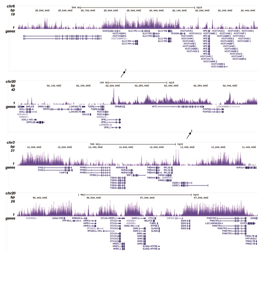 ChIP was performed on sheared chromatin from 1.5 million colcemid treated HeLaS3 cells using 2 μg of the Bioss antibody against H3K27me3S28p (Cat. No. bs-53132R) as described above. The IP’d DNA was subsequently analyzed on an Illumina HiSeq. Library preparation, cluster generation, and sequencing were performed according to the manufacturer’s instructions. The 51 bp tags were aligned to the human genome using the BWA algorithm. Figure shows the enrichment in genomic regions surrounding the TSH2B and MYT1 positive control genes (figure A and B, indicated by an arrow), and of chromosome 3 and 20 (figure C and D).