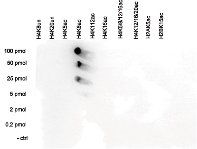 A Dot Blot analysis was performed to test the cross-reactivity of the Bioss antibody against H4K8ac (cat. No. bs-53133R) with peptides containing other histone modifications and the unmodified H4K8. One hundred to 0.2 pmol of the respective peptides were spotted on a membrane. The antibody was used at a dilution of 1:20,000.