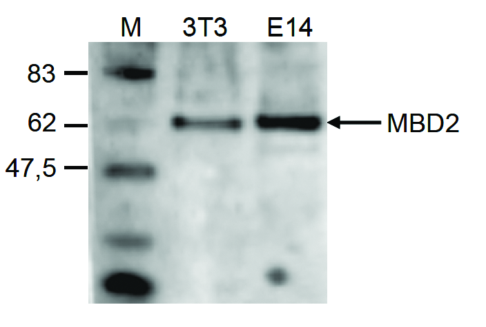 Western blot was performed on nuclear extracts from mouse fibroblastst (NIH3T3) and embryonic stem cells (E14Tg2a) with the antibody against MBD2 (bs-53058R), diluted 1:500 in BSA/PBS- Tween. The molecular weight marker (M, in kDa) is shown on the left; the location of the protein of interest is indicated on the right.