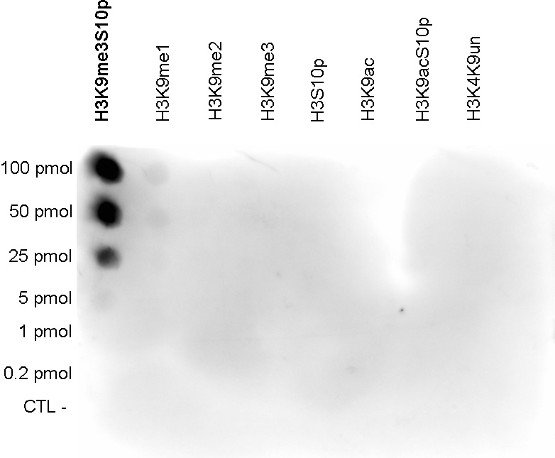 A Dot Blot analysis was performed to test the cross-reactivity of the antibody against H3K9me3S10p (bs-53072R) with peptides containing other modifications and unmodified sequences of histone H3. One hundred to 0.2 pmol of the peptide containing the respective histone modification were spotted on a membrane. The antibody was used at a dilution of 1:1,000. The figure shows a high specificity of the antibody for the modification of interest.