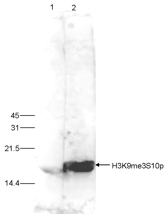 HeLa cells were treated with colcemid to block the cell cycle in metaphase and 15 μg of histone extracts of these cells were analyzed by Western blot with the antibody against H3K9me3S10p (bs-53072R) diluted 1:500 in TBS-Tween containing 5% skimmed milk. The position of the protein of interest is indicated on the right; the marker (in kDa) is shown on the left. The result of the Western analysis with the antibody is shown in lane 2; the same analysis after incubation of the antibody with 5 nmol blocking peptide for 1 hour at room temperature is shown in lane 1.