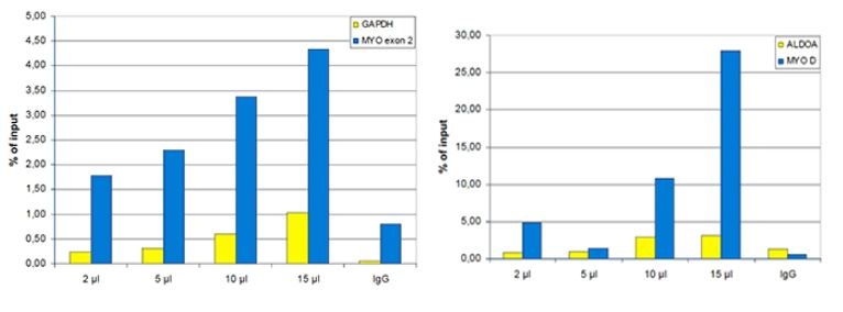 ChIP assays were performed using human osteosarcoma (U2OS) cells, the antibody against H3R17me2 (bs-53054R) and optimized PCR primer sets for qPCR. ChIP was performed using sheared chromatin from 1.6 million cells per ChIP reaction. A titration of the antibody consisting of 2, 5, 10 and 15 μl per ChIP experiment was analyzed. IgG (5 μg/IP) was used as negative IP control. The figures show the recovery, expressed as a % of input (the relative amount of immunoprecipitated DNA compared to input DNA after qPCR analysis). Left Figure: QPCR performed with primers for the GAPDH promoter and for exon 2 of the myoglobin gene. Right Figure: QPCR performed with primers for the promoter of the active ALDOA gene and for the coding region of the inactive MYOD gene.