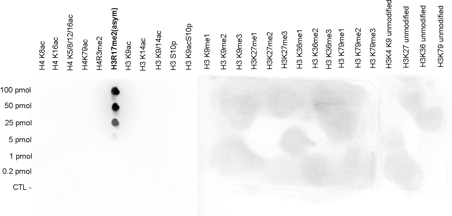 A Dot Blot analysis was performed to test the cross-reactivity of the antibody against H3R17me2 (bs-53054R) with peptides containing other modifications of histone H3 and H4 and unmodified sequences from histone H3. One hundred to 0.2 pmol of the peptide containing the respective histone modification were spotted on a membrane. The antibody was used at a dilution of 1:20,000. The figure shows a high specificity of the antibody for the modification of interest.
