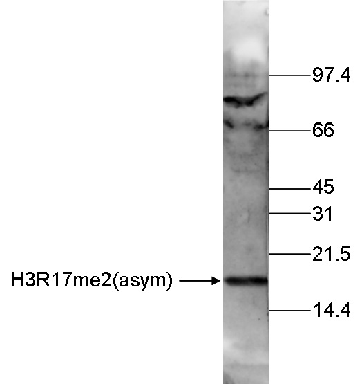 Histone extracts of HeLa cells (15 μg) were analyzed by Western blot using the antibody against H3R17me2 (bs-53054R) diluted 1:250 in TBS-Tween containing 5% skimmed milk. The position of the protein of interest is indicated on the left; the marker (in kDa) is shown on the right.