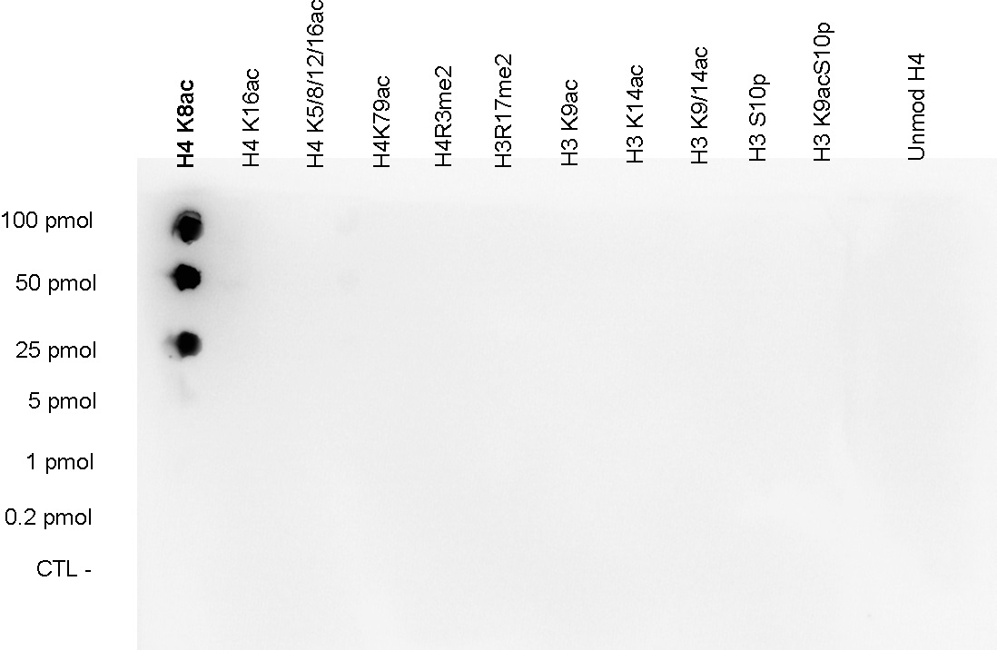 A Dot Blot analysis was performed to test the cross-reactivity of _x000D_ H4K8ac Polyclonal Antibody (bs-53063R) with peptides containing other modifications of histone H4 and H3 and an unmodified histone H4 sequence. One hundred to 0.2 pmol of the peptide containing the respective histone modification were spotted on a membrane. The antibody was used at a dilution of 1:20,000. The figure shows a high specificity of the antibody for the modification of interest.